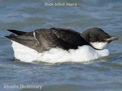 thick billed murre